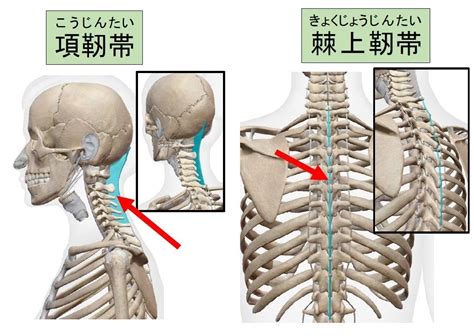 項骨